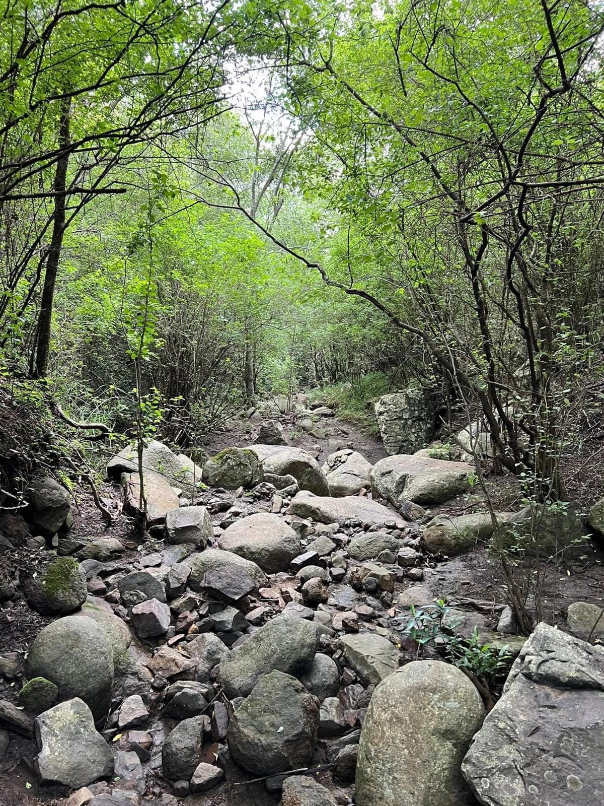 Wet boulder riverbed running through dense green bush